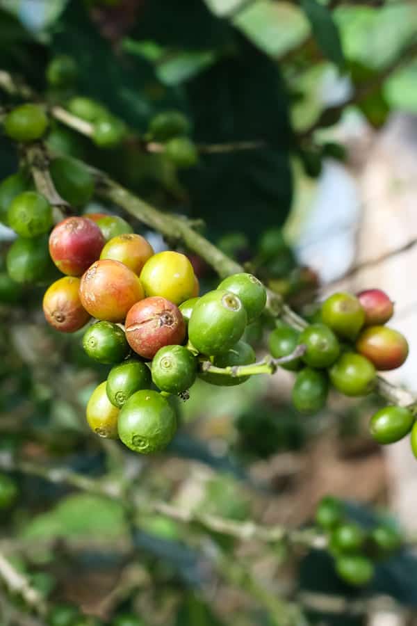 single origin kaffeequalität
